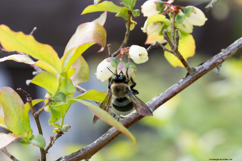 Best Plants to Support Bee Populations & Pollinators