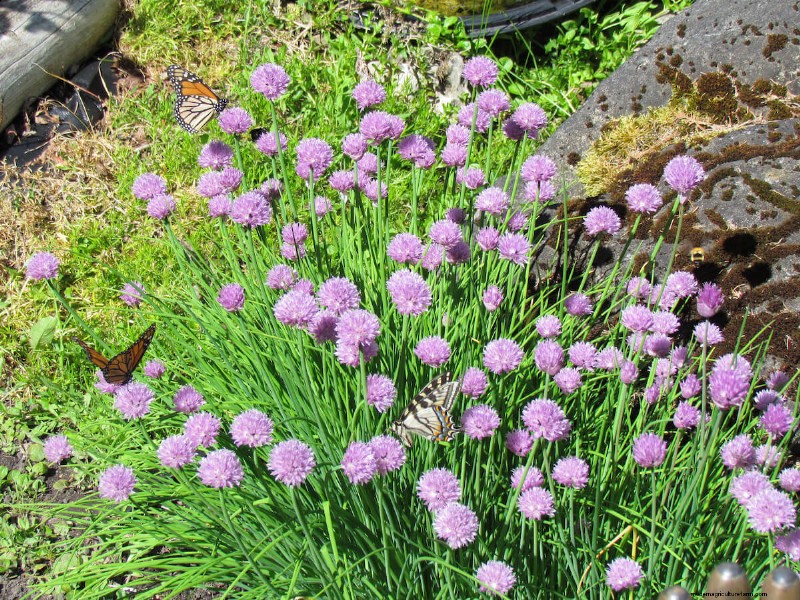 Best Plants to Support Bee Populations & Pollinators