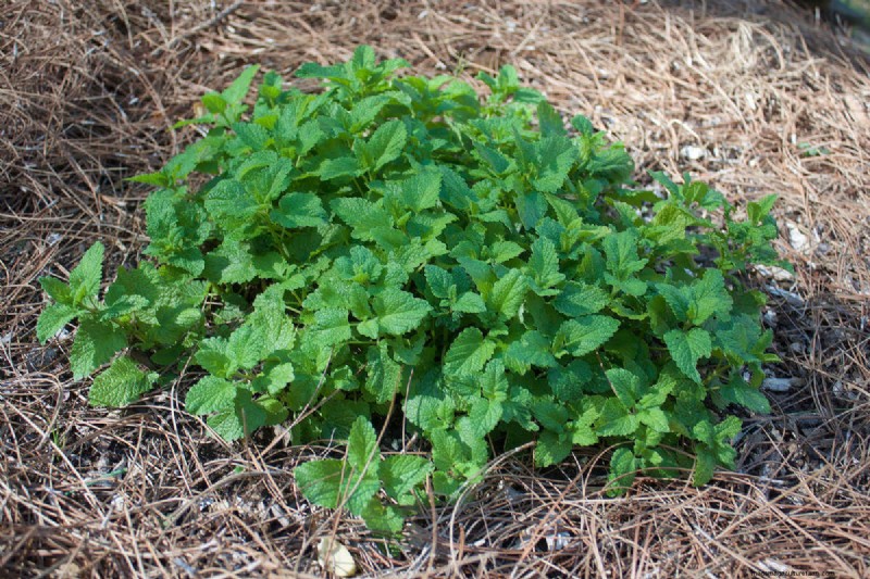 Best Plants to Support Bee Populations & Pollinators