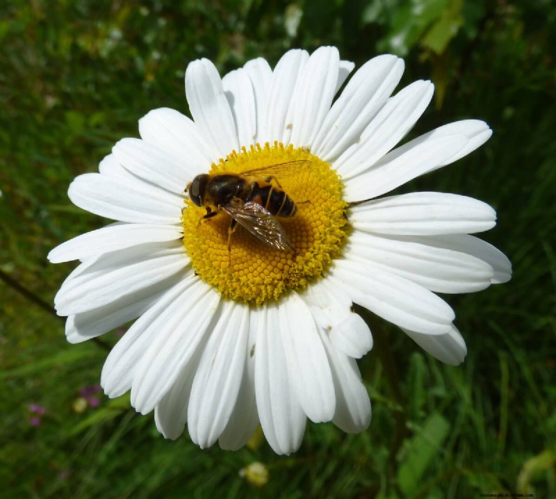 Best Plants to Support Bee Populations & Pollinators