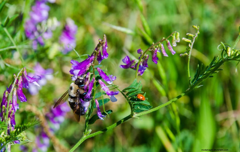 Best Plants to Support Bee Populations & Pollinators