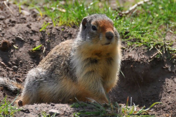 Gopher Control: Effective Methods to Protect Your Garden