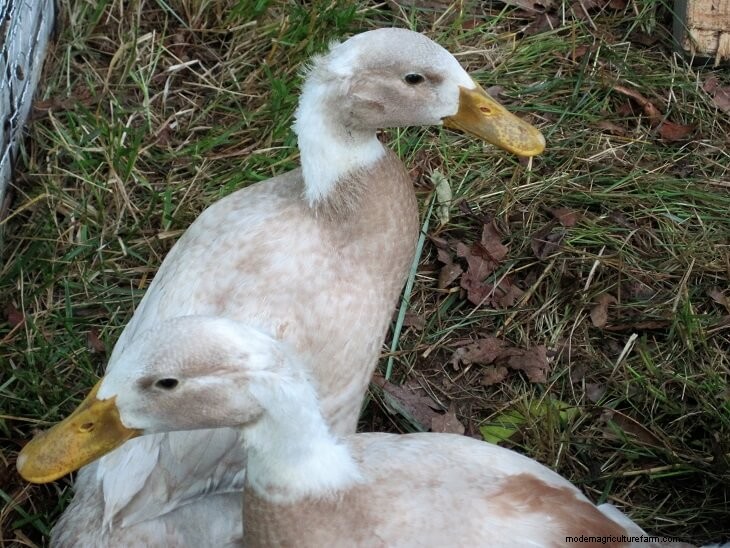 Duck Butchering: A Homesteading Experience - Lessons Learned
