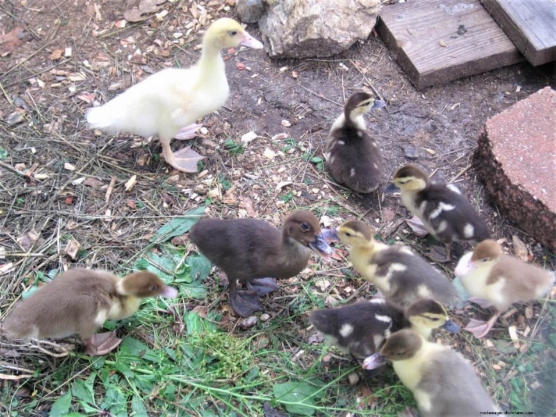 Duck Butchering: A Homesteading Experience - Lessons Learned