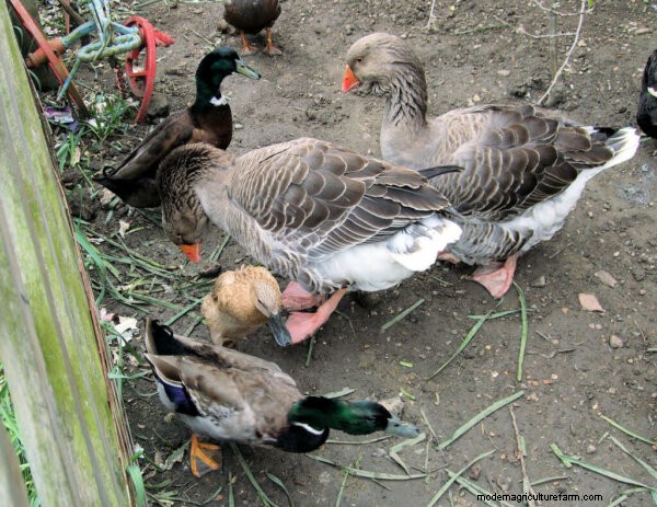 Duck Butchering: A Homesteading Experience - Lessons Learned