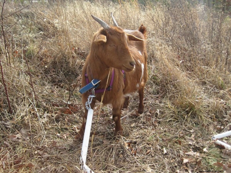 Goat Diet: What Do Goats Eat? | Feeding & Nutrition