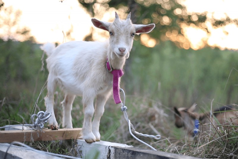 Goat Diet: What Do Goats Eat? | Feeding & Nutrition