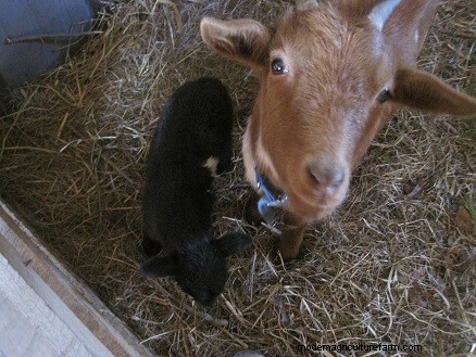 Goat Diet: What Do Goats Eat? | Feeding & Nutrition
