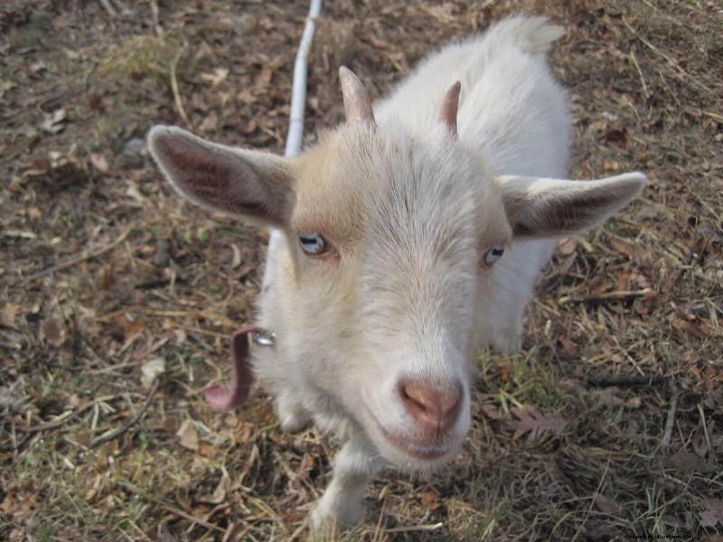 Goat Diet: What Do Goats Eat? | Feeding & Nutrition