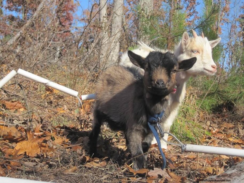 Goat Diet: What Do Goats Eat? | Feeding & Nutrition