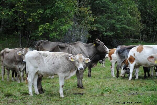 Is Homesteading Right for You? 5 Essential Questions to Consider