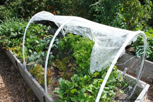 Is Homesteading Right for You? 5 Essential Questions to Consider