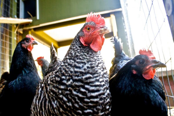 Homestead Parasite Management: A Comprehensive Guide