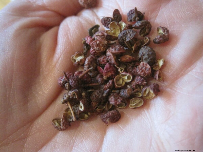 Grow Your Own Flavor: 8 Unique & Easy-to-Grow Spices