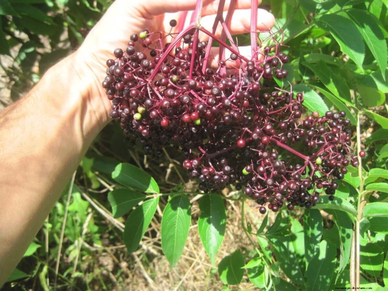 American Elderberry Foraging: Identification & Sustainable Harvest Guide