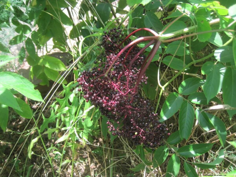 American Elderberry Foraging: Identification & Sustainable Harvest Guide