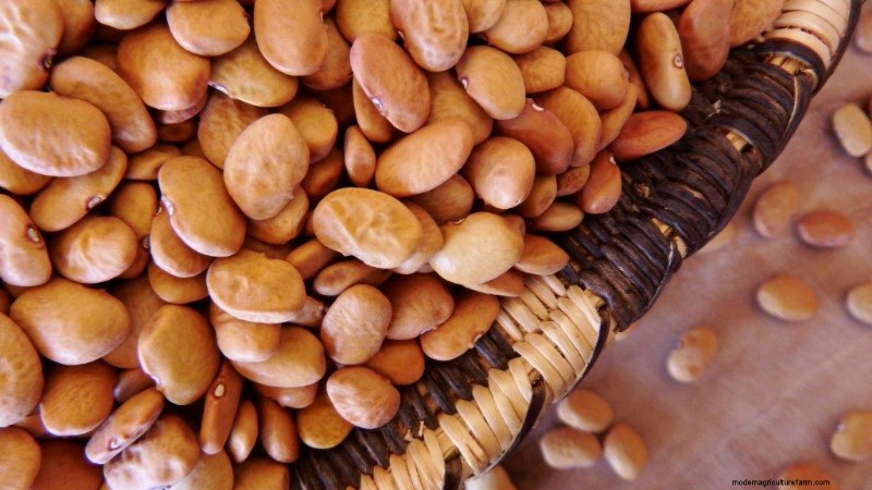Discover the Origins of Modern Food: Native American Plant Heritage