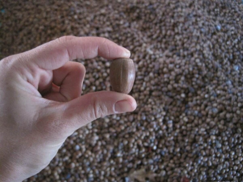 Discover the Origins of Modern Food: Native American Plant Heritage