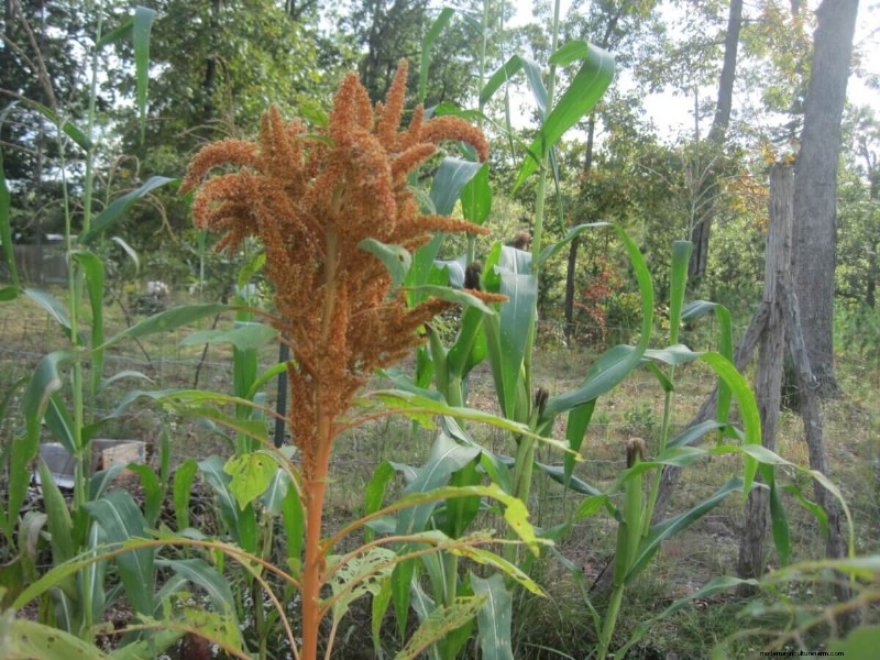 Discover the Origins of Modern Food: Native American Plant Heritage
