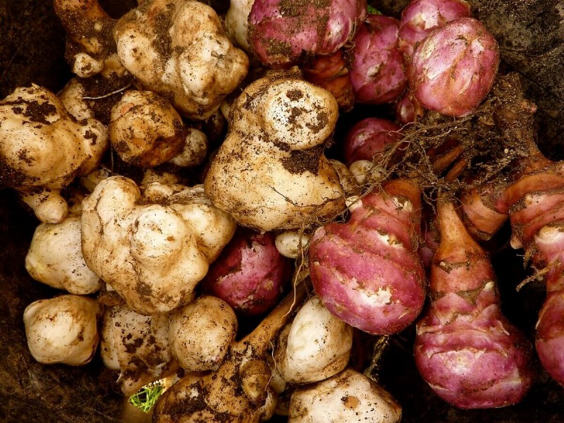 Discover the Origins of Modern Food: Native American Plant Heritage