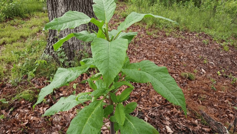 Discover the Origins of Modern Food: Native American Plant Heritage