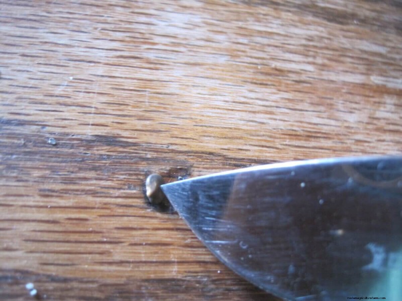 Mastering Seed Germination: Techniques for Difficult-to-Start Seeds