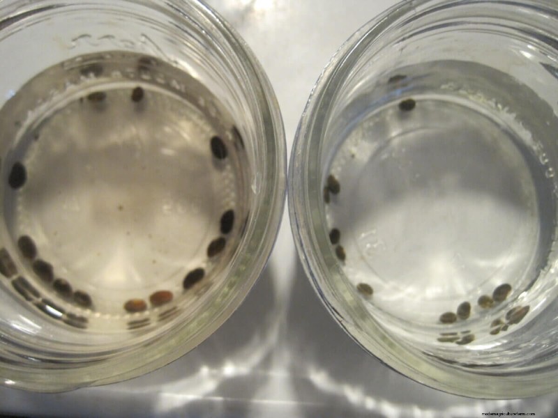 Mastering Seed Germination: Techniques for Difficult-to-Start Seeds