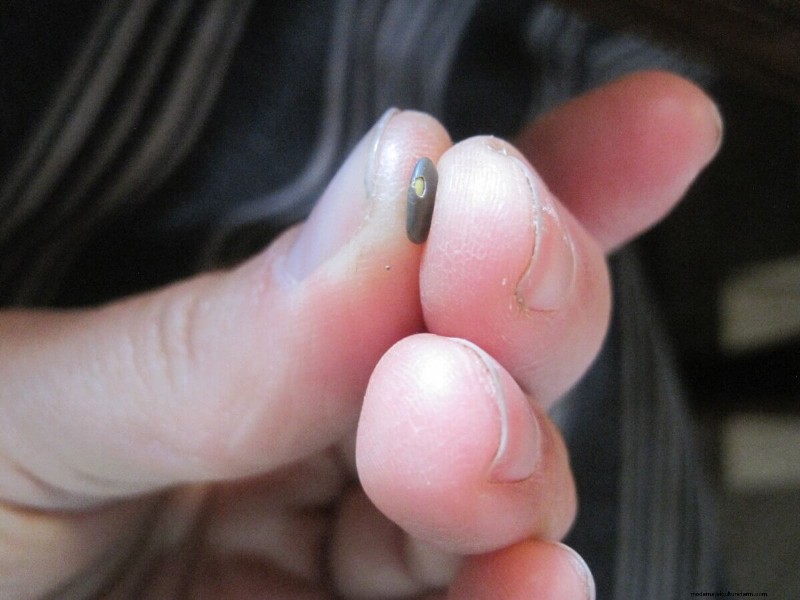 Mastering Seed Germination: Techniques for Difficult-to-Start Seeds