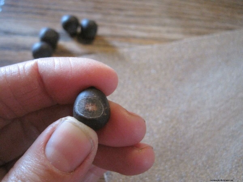 Mastering Seed Germination: Techniques for Difficult-to-Start Seeds
