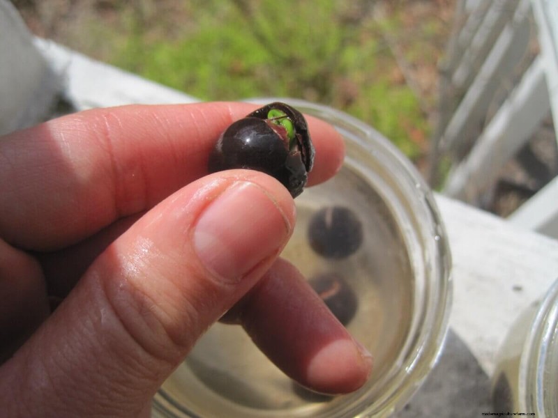 Mastering Seed Germination: Techniques for Difficult-to-Start Seeds