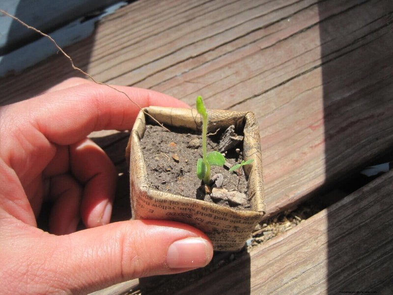 Mastering Seed Germination: Techniques for Difficult-to-Start Seeds