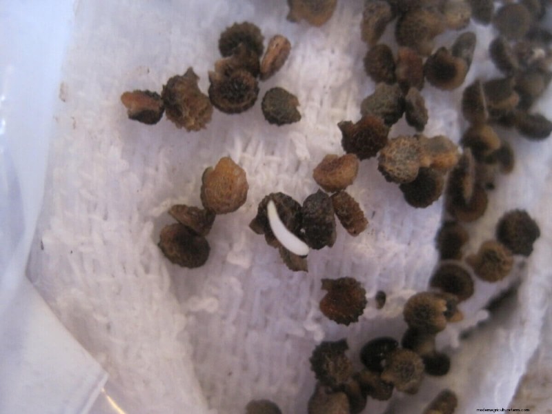Mastering Seed Germination: Techniques for Difficult-to-Start Seeds