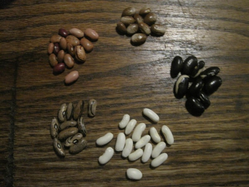 Seed Saving for Beans: A Beginner s Guide to Growing Your Own