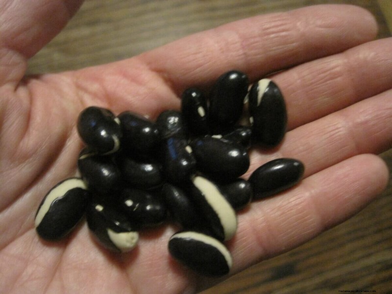 Seed Saving for Beans: A Beginner s Guide to Growing Your Own