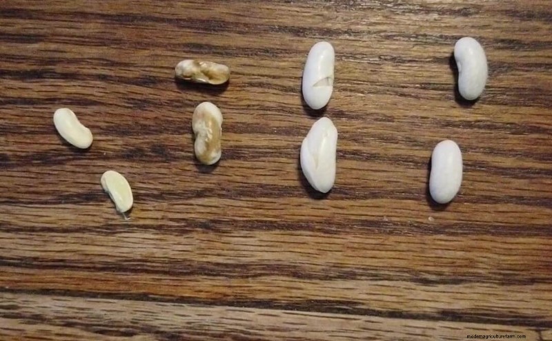 Seed Saving for Beans: A Beginner s Guide to Growing Your Own
