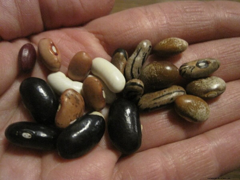 Seed Saving for Beans: A Beginner s Guide to Growing Your Own