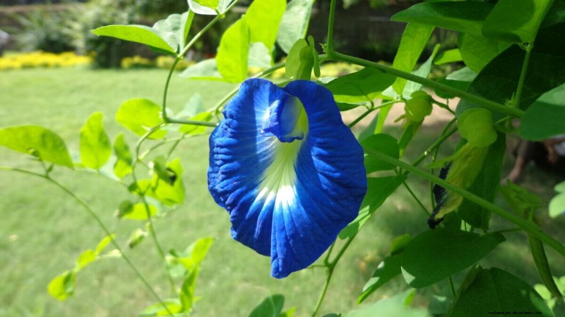 Benefits of Flowers in Vegetable Gardens: 6 Surprising Reasons