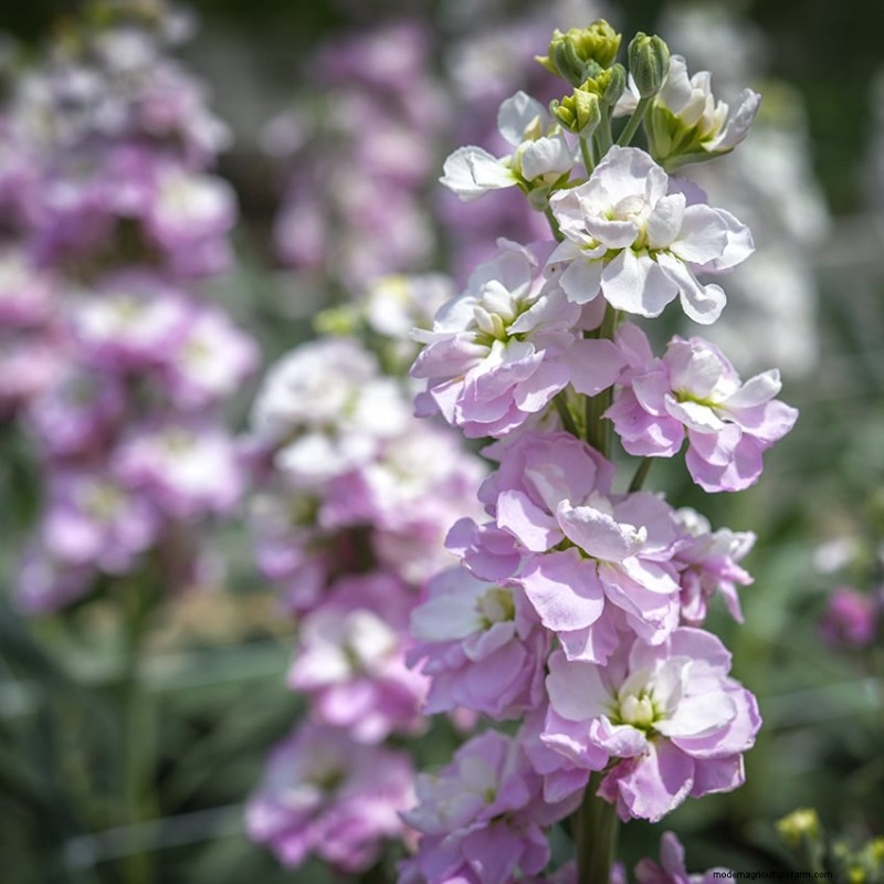 Benefits of Flowers in Vegetable Gardens: 6 Surprising Reasons