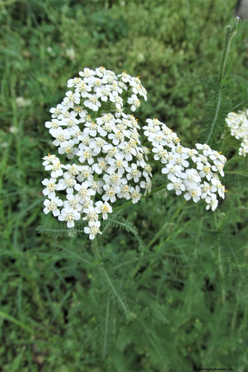 Benefits of Flowers in Vegetable Gardens: 6 Surprising Reasons