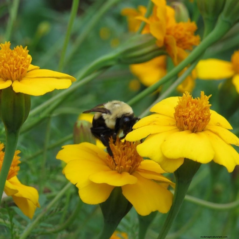 Benefits of Flowers in Vegetable Gardens: 6 Surprising Reasons