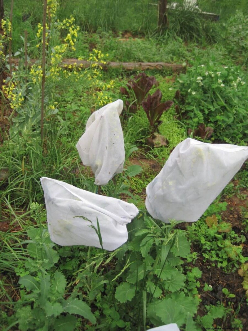 Seed Saving Guide for Brassica Vegetables (Cabbage, Kale & More)