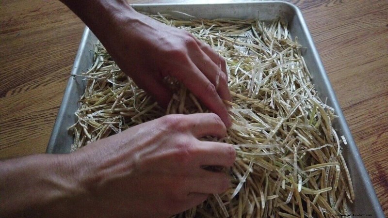 Seed Saving Guide for Brassica Vegetables (Cabbage, Kale & More)