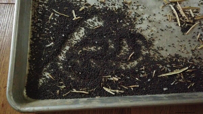 Seed Saving Guide for Brassica Vegetables (Cabbage, Kale & More)
