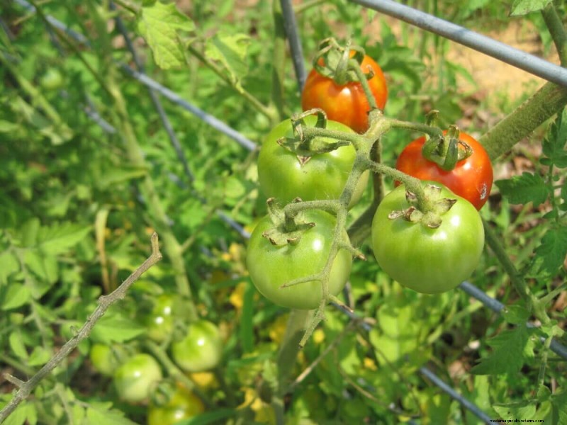 Tomato Seed Saving: A Complete Guide for Gardeners
