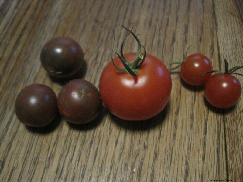 Tomato Seed Saving: A Complete Guide for Gardeners