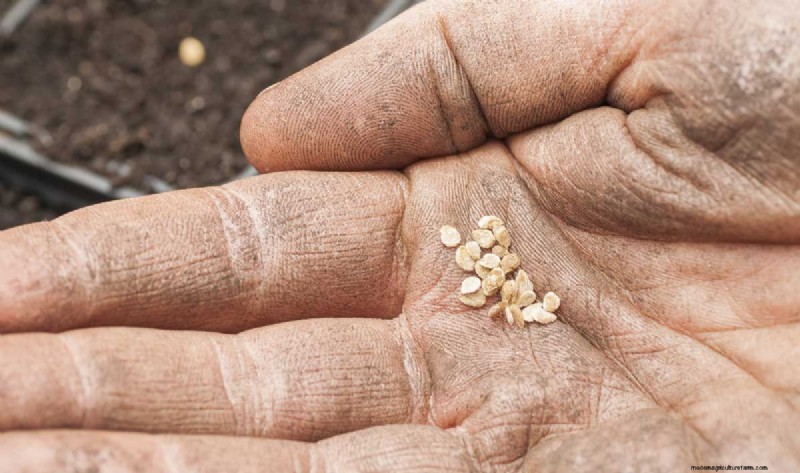 Tomato Seed Saving: A Complete Guide for Gardeners
