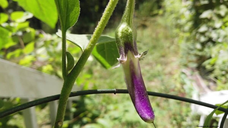 Preserving Eggplant Seeds: A Guide for Home Gardeners