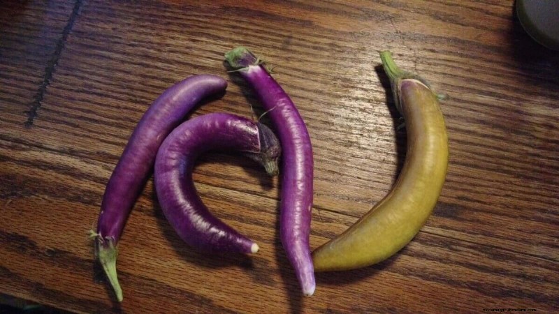 Preserving Eggplant Seeds: A Guide for Home Gardeners