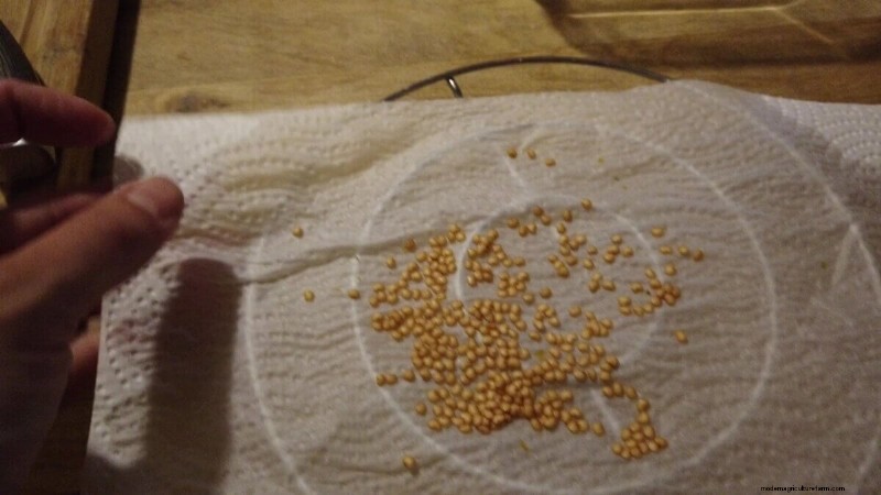 Preserving Eggplant Seeds: A Guide for Home Gardeners