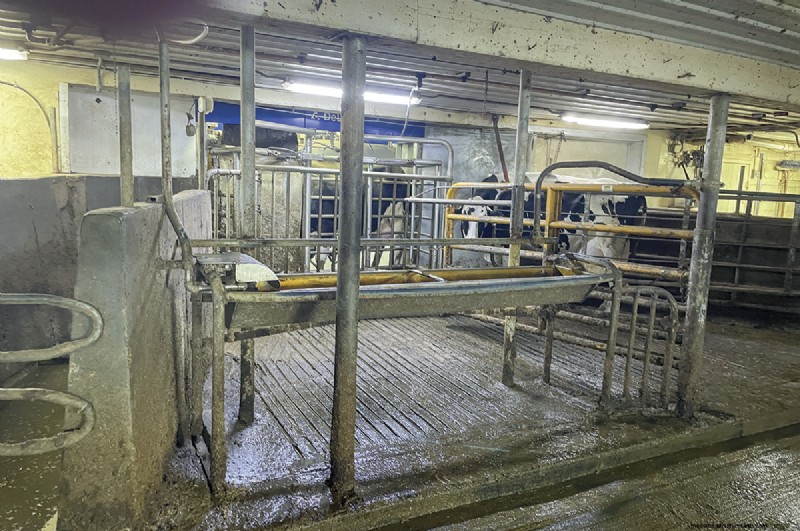 Transitioning from Tiestalls: New Construction vs. Retrofit for Automated Milking